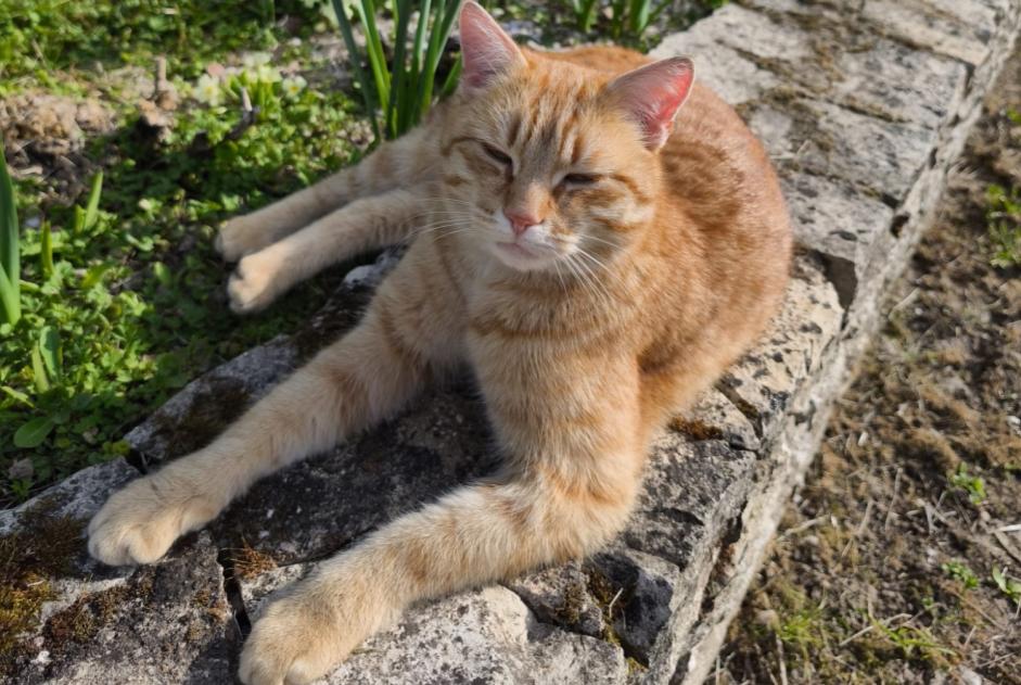 Alerte Disparition Chat Mâle , 3 ans Cudot France